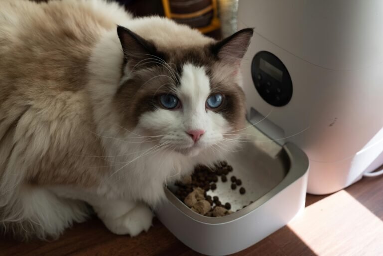 A fluffy Ragdoll cat enjoys meal from an automatic pet feeder indoors.