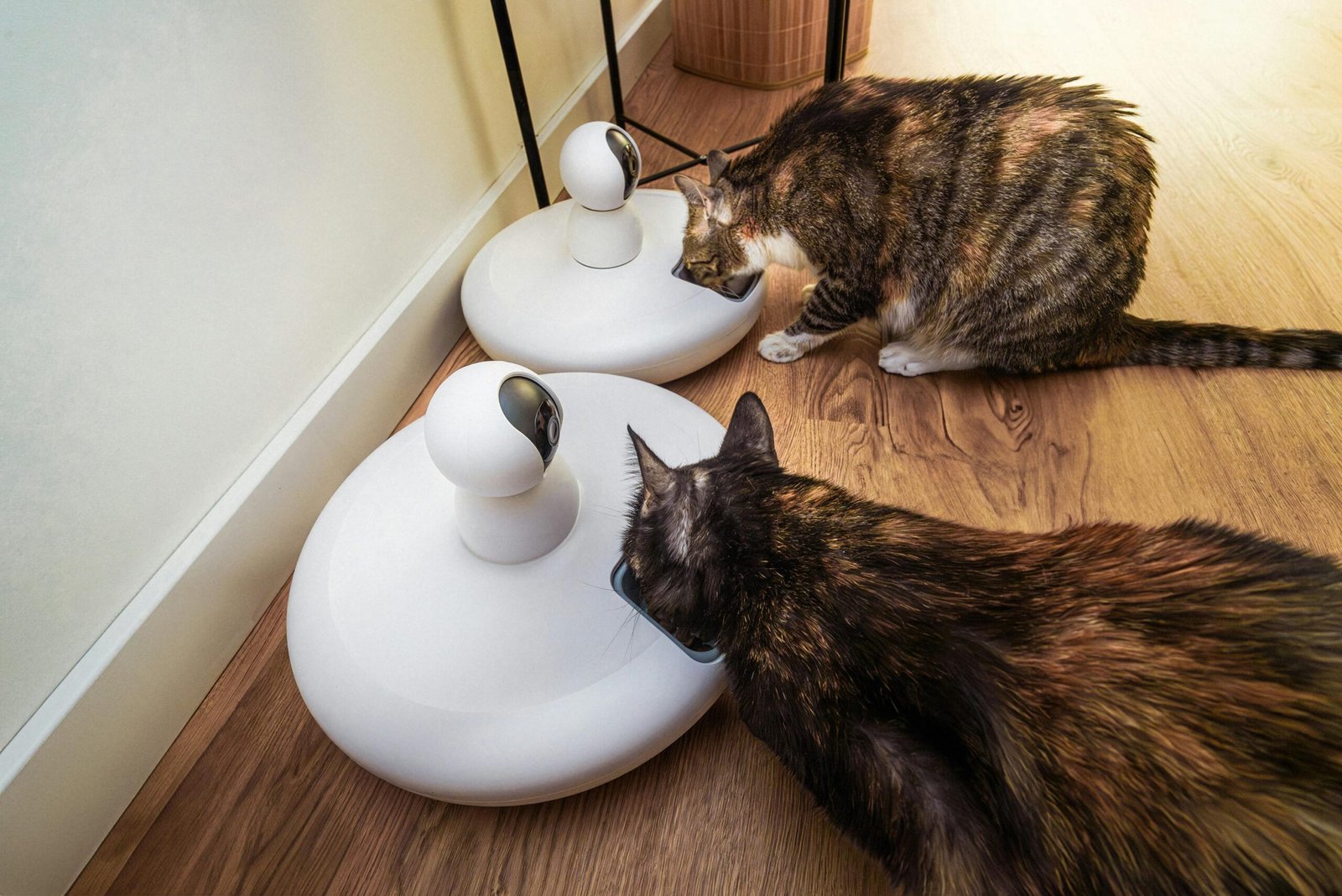 Two domestic cats eating from modern smart pet feeders in an indoor setting.