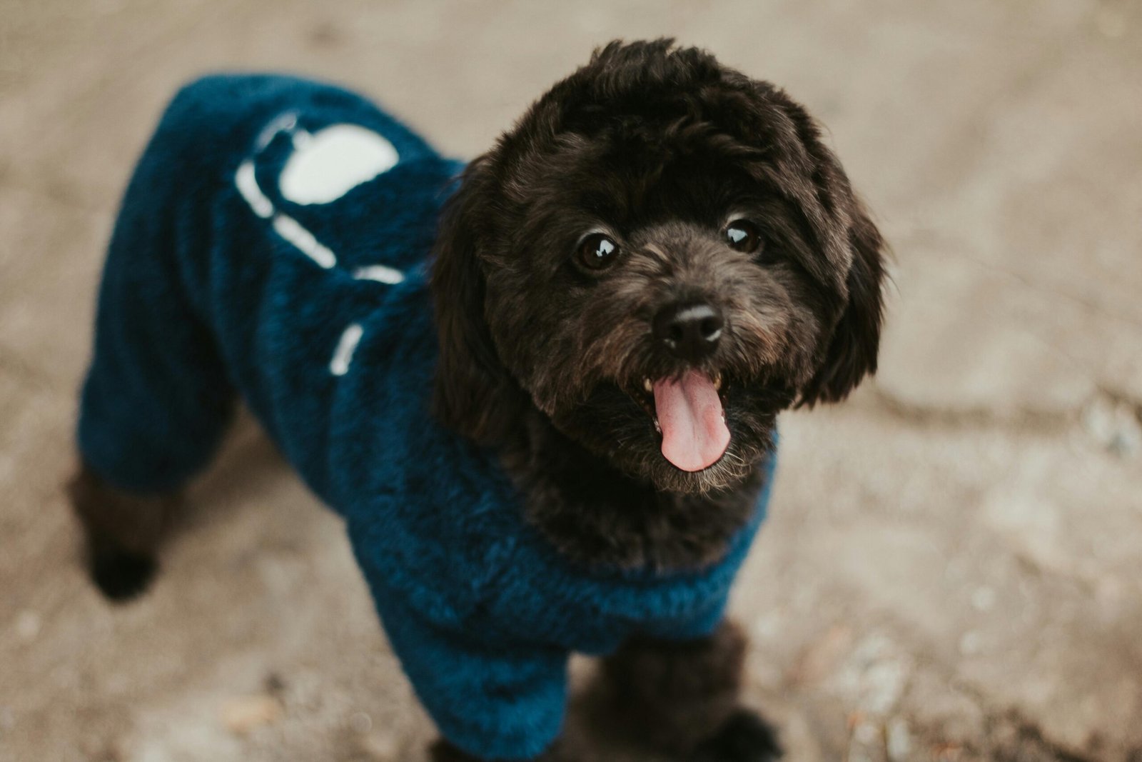 Cute black dog wearing a blue outfit, standing on pavement with tongue out, capturing a playful moment.