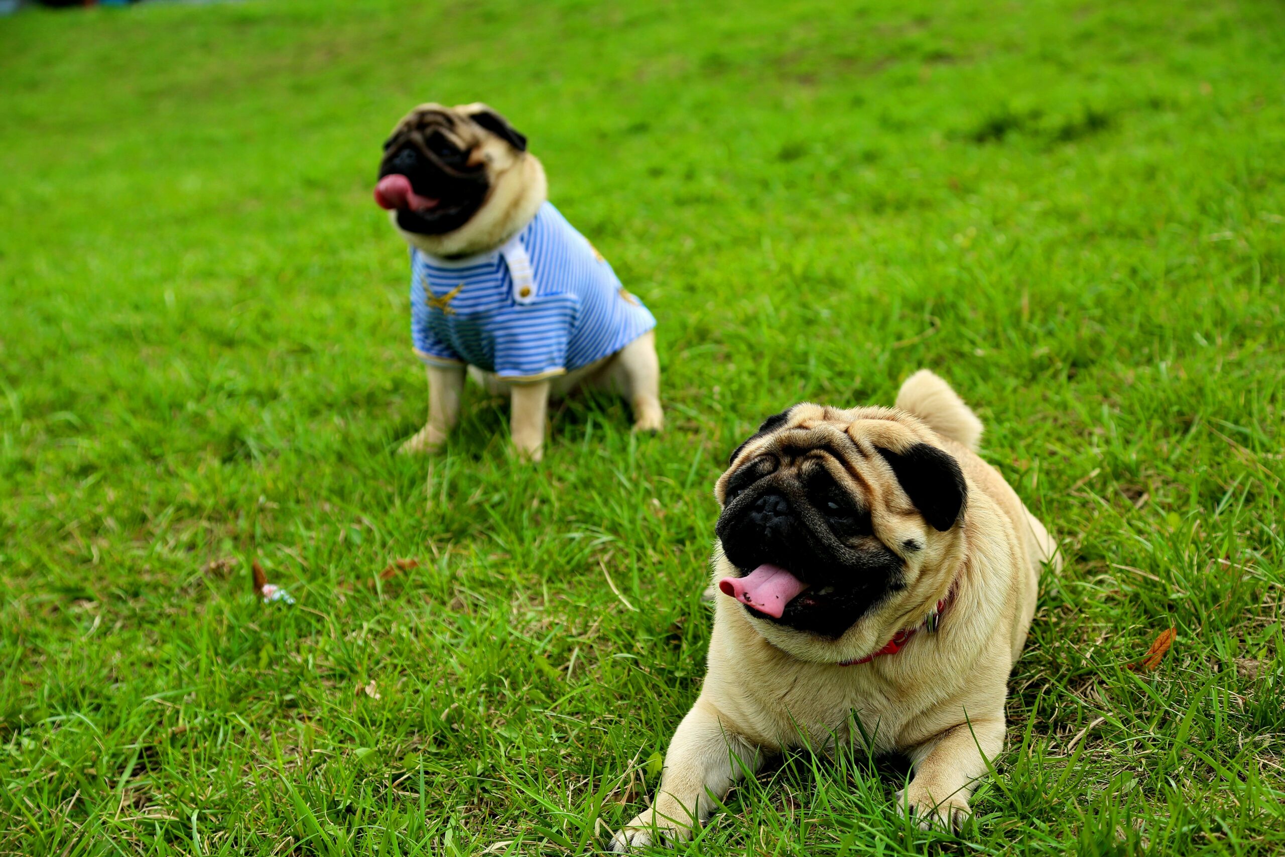 Two cute pugs enjoy a relaxing day on lush green grass. One wears a striped shirt.